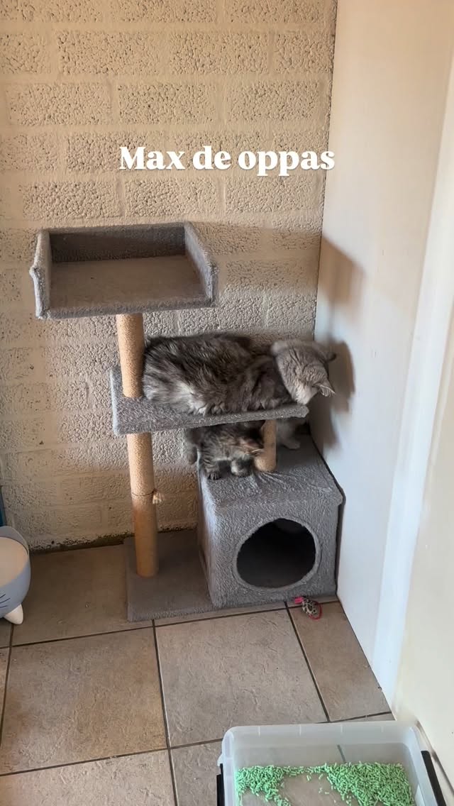 Max vind het geweldig om bij de kleintjes te liggen en te spelen. ๐ป