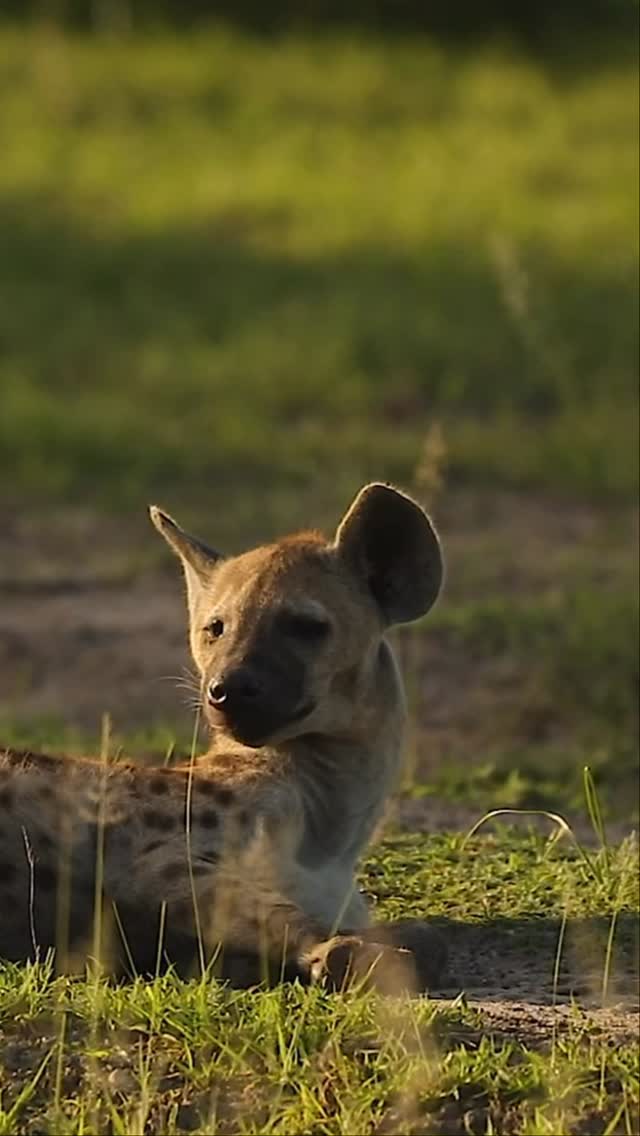 🌿 The wait is almost over — a new safari season begins this June at Wanyamapori Porini Camp.
Experience unforgettable game drives, breathtaking sunsets, and the magic of the African wilderness in its purest form.
To celebrate the start of the season, we’re offering exclusive special offers for a limited time.
#wanyamaporiporinicamp #safariseason #nyererenationalpark