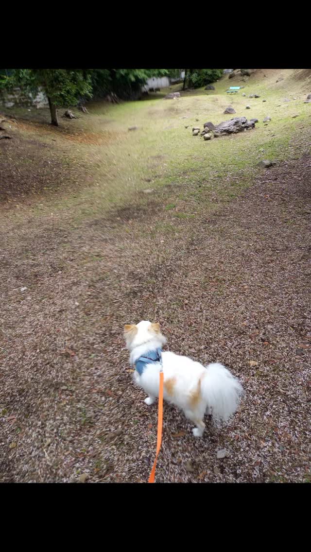 ⛅️☁️⛅️公園🎄でくう君
のんびりお散歩したね😃
#ホテル#小田原#ワンワン#快適空間ホテル#ホームスティスタイル#トリミング#安心して預けられるホテル#ペット#ゲージレス#ゲージフリー