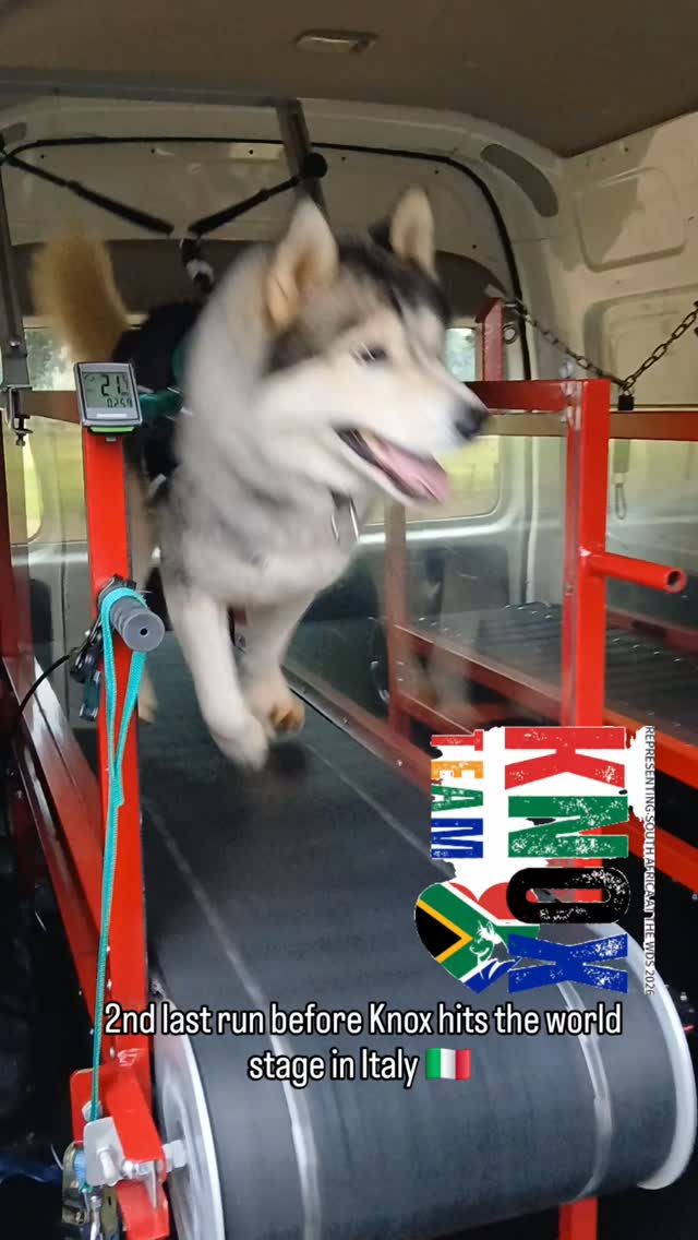 2nd last run with @unleashedza before Knox hits the world stage in ๐ฎ๐น
#wds2026๐ฎ๐น #worldchallengeoftopdogs2026 #teamKnox