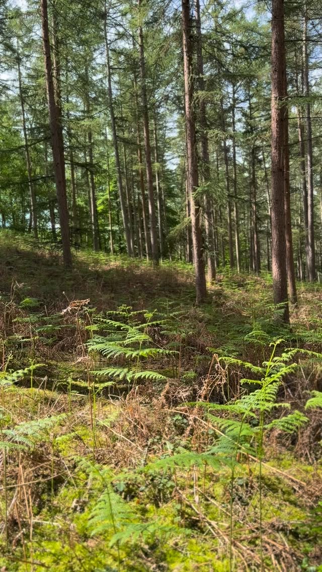 Happy Bank Holiday, dog lovers, and enjoy your shady woodland and/or dawn walks to avoid the heat! 🐾❤️👋 #farnhamdogs #surreyspaniels #hampshirespaniels