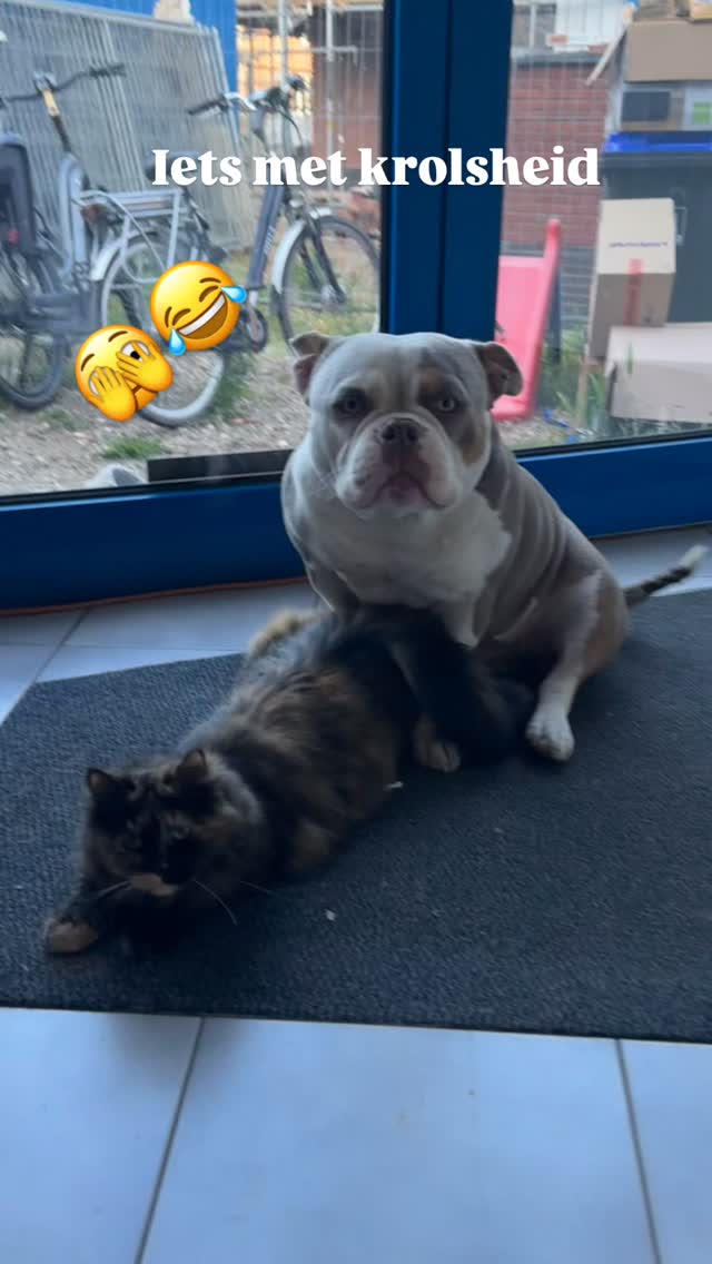 Jadore is zo krols dat ze zich zelfs aan de hond aanbied.
Niet dat ZIJ er iets van snapt๐ซฃ๐ die denkt wat gezellig! Haha
1e krolsheid na bevalling ๐ซฃ๐