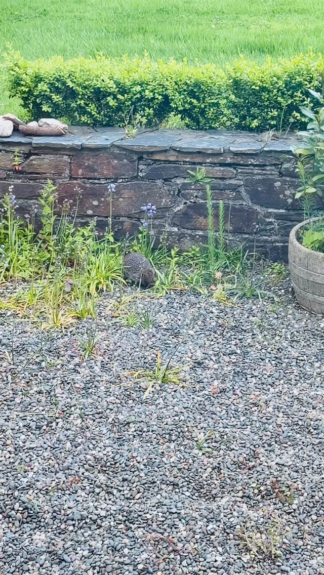 Seeing this little one this evening brought me so much joy #hedgehog #wildlife #isleofmangardener #rewilding #cottagegarden