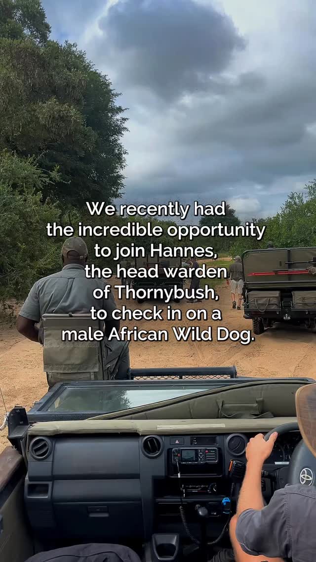 We recently had the incredible opportunity to join Hannes, the head warden of @thornybush_nature_reserve , to check in on a male African Wild Dog.
This particular male had previously been caught in a snare that pulled tight around his lower body, causing some pretty severe injuries. The team is always very careful about when they intervene, but since these dogs are highly endangered, and this being the the alpha male, the decision was made to step in. Helping him recover means the pack keeps its breeding male and a fighting chance for the future.
It was amazing to watch the vet team work so swiftly while constantly monitoring him. In this clip, Raina, an expert on Wild Dogs, answers a question about how old this alpha male is.
A massive thank you to the team for letting us witness the vital work that goes into protecting this species.
#safari #africansafari #wildlifeofsa #wildlifesafari #wildlifeofinstagram
krugernationalpark thornybushgamereserve luxurysafari luxurysafarilodge travelsouthafrica southafricasafari big5 conservation thisissouthafrica soulful_moments wildlife
