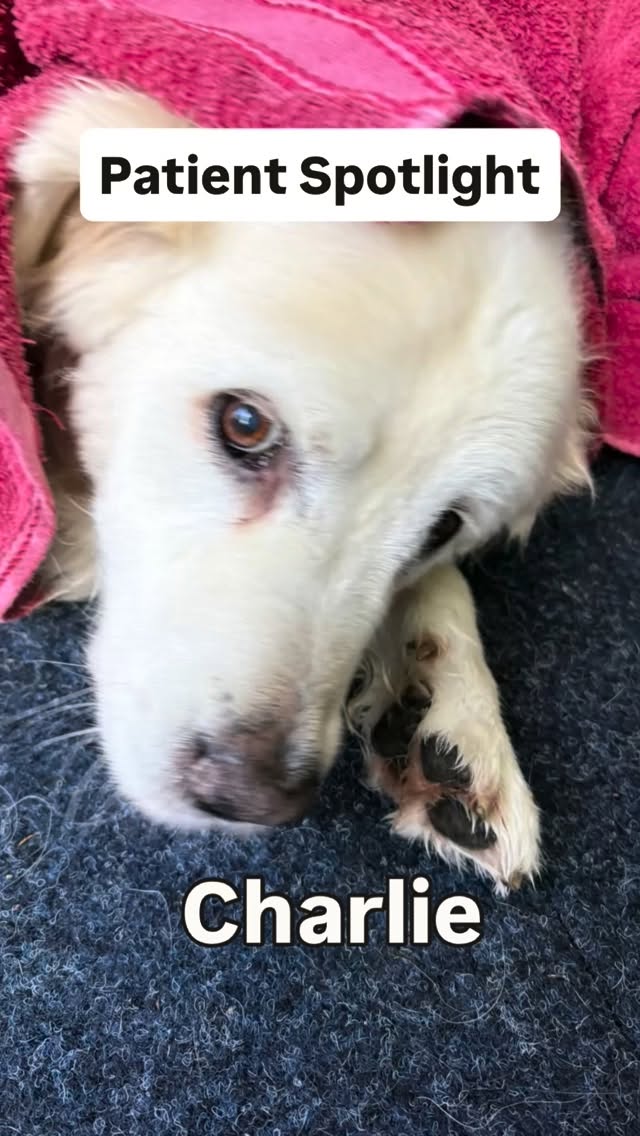 Stories like this is why I do what I do 😊
Well done to Charlie and his owner. The hard work is paying off.
#caninehydrotherapy #petrehab #kilsyth #dogrehab #rehab4pets_au