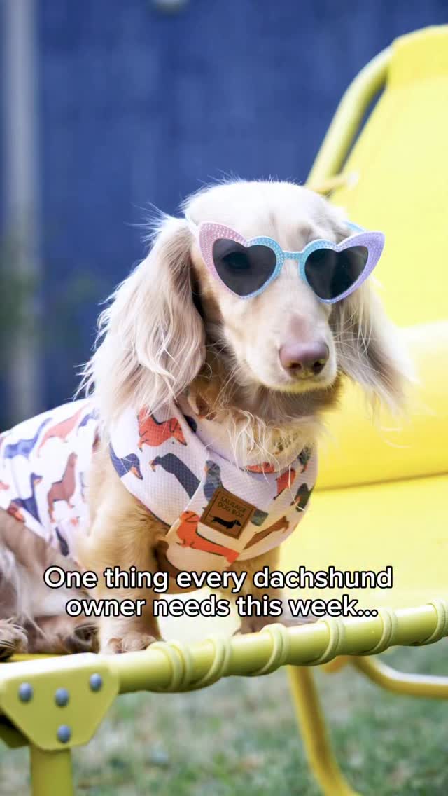 ☀️ One thing every dachshund owner needs this week… 💦🌭
Meet DoxieCool ❄️ the cooling tee every dachshund needs 🐶
With temperatures set to hit 31°C by Monday 🥵 now’s the time to get your orders in so your sausage stays cool for the heatwave ☀️💦
Quick reminder how to use our cooling tee:
💧Soak (in cool water)
🌀Wring
❄️Wear
🔁 Re-wet when needed
😎 Because cool sausages wear DoxieCool 🌭
#dachshund #dachshundsofinstagram #heatwave #dogsummer #coolingtshirt