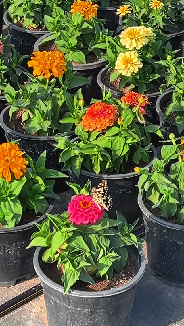 Summer is here… and so are the colours 🌸☀️
Our summer flower pots are now in full bloom — rows of vibrant flowers, grown with care and ready to brighten homes, gardens, and every little corner in between.
If you’ve been waiting to add some colour to your space, this is one of the most beautiful times to visit.
Come experience the blooms for yourself at Biocarve Seeds 🌼
#SummerFlowers #FlowerPots #BloomSeason #BiocarveSeeds #GardenLife