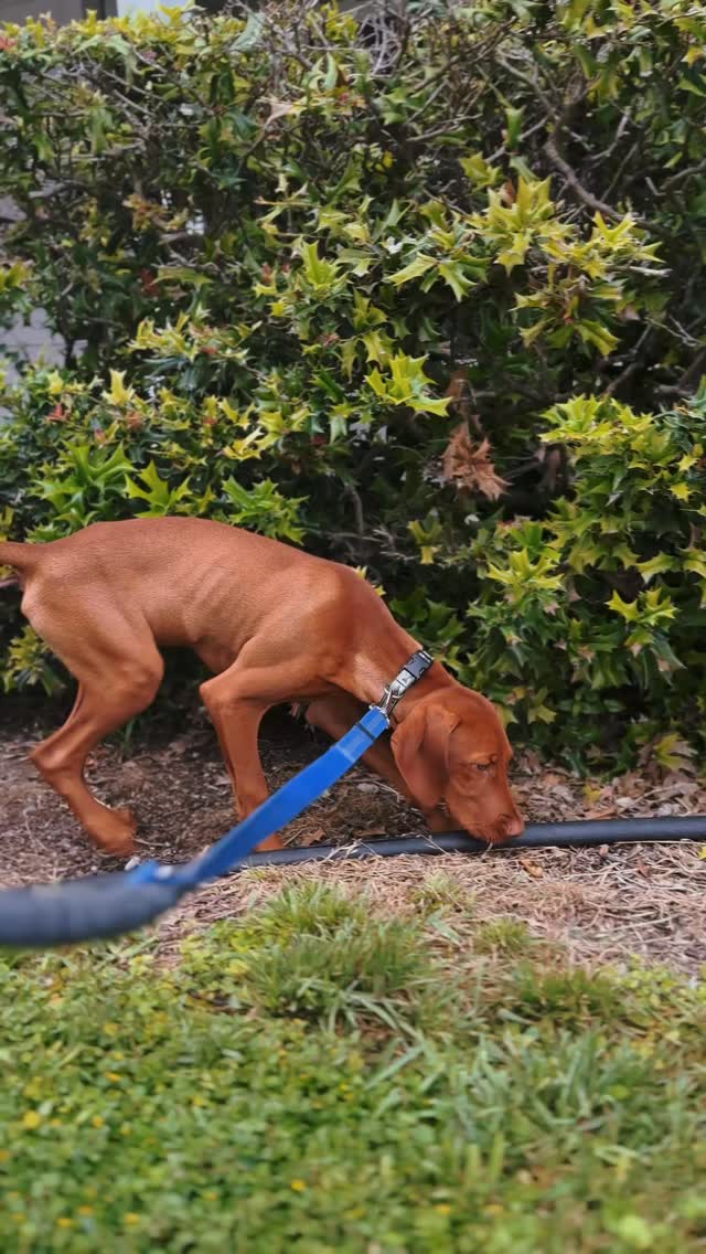Welcome to the pack, Chester! This four-month-old Hungarian Vizsla is enjoying his first #KWD staycation this weekend 😎