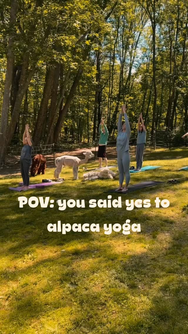 Alpaca yoga at sunset on Westport Island, Maine 🦙🧘♀️
This is what a Sunday evening looks like at Lulu’s Barn. Mats on the grass, alpacas wandering through class, and a whole lot of laughing in between the poses.
Our first yoga with alpacas of the 2026 season is Sunday, June 28 at 6pm at Lulu’s Barn, Westport Island, Maine.
Class is led by Abi, owner of Yoga With Abi. Abi is a Maine-based instructor with 11+ years teaching Hatha Yoga and certified in Kids Yoga. She also brings training in Trauma-Informed Yoga, Restorative Yoga, Yin, Yoga Nidra, and Reiki. Abi believes there are no levels to yoga and anyone can attend. Practicing outside with the animals is her favorite way to connect to Mother Earth.
What to know:
• $30 per person
• Pre-registration required, space is limited
• All levels welcome, bring your own mat
• Outdoor class, weather permitting
Sign up: lulusbarn.com/yoga-with-alpacas-1 (link in bio)
Looking for things to do in Midcoast Maine, outdoor yoga in Maine, or a unique summer event near Boothbay and Wiscasset? This is it.
#MidcoastMaine #MaineSummerEvents #OutdoorYogaMaine #VisitMaine #ThingsToDoInMaine