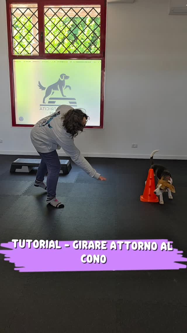 TUTORIAL • Vai attorno al cono 🐾
Non è solo un giochino. 🧠✨
È un’attività diversa dal solito, utile per stimolare la mente del cane, migliorare concentrazione, collaborazione, consapevolezza del proprio corpo e di ciò che lo circonda.
In questo esercizio il cane impara a compiere un’azione lontano dal proprietario, lavorando sempre più in autonomia.
All’inizio utilizzo degli aiuti per guidarlo, ma l’obiettivo finale è che riesca a girare attorno al cono anche a distanza e solo su indicazione.
Grazie a Vania e Wendy per la dimostrazione 🐶✨
#psicomotricitàa4zampe #educazionecinofila #attivitàpercani #canirimini #cuccioli
