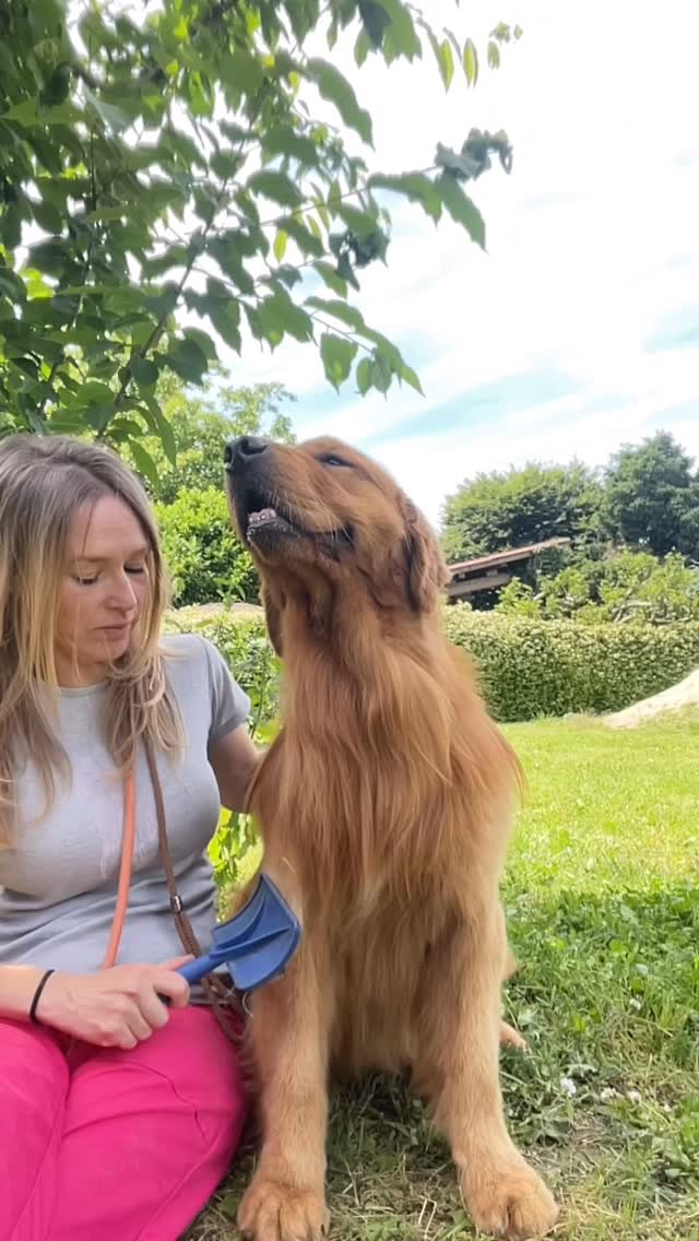 Il backstage delle mie prove da influencer con Puffy…😂😂😂 non ce la possiamo fareeeeee 😂😂😂🇺🇸🐾 #goldenamericano #americangolden #allevamentogoldenretriever #goldenretrievermilano