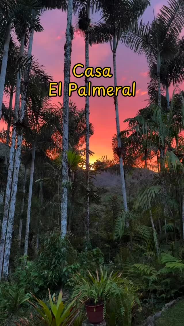 Nuestra Casa El Palmeral en Oxapampa, es el refugio ideal para ti que buscas tranquilidad, armonía y naturaleza.
Reserva escribiéndonos al
WhatsApp +51 953 810 763
Conócenos más de nosotros en www.elpalmeral.pe
#oxapampa #cabañas #caminatas #bañosdebosque #avistamientodeaves