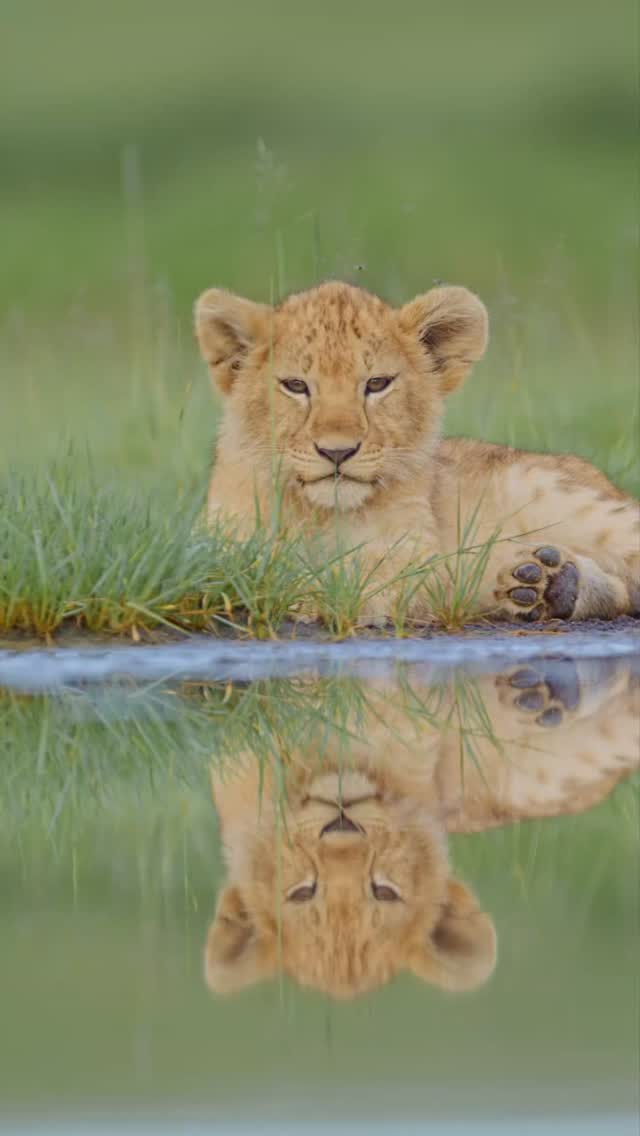 Tiny paws, playful moments, and the future kings of the Serengeti 🦁✨
Watching lion cubs play freely in the wild is one of the most unforgettable safari experiences in Tanzania. Nature at its purest, right in the heart of Africa.
📍 Experience the magic with Gnade Safaris
🌍 www.gnadesafaris.com
#LionCubs #Serengeti #TanzaniaSafari #WildlifeSafari #GnadeSafaris