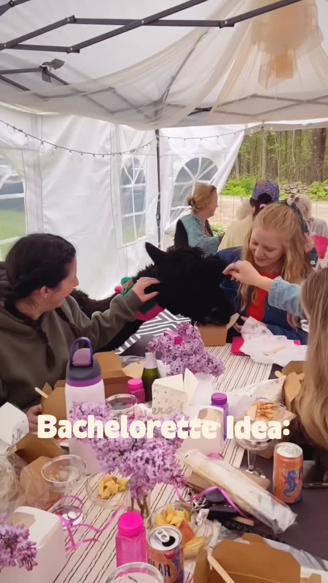 Bachelorette Alpaca Experience: What You Actually Get
A private tent on a coastal Maine alpaca farm on Westport Island.
Hand-feeding + selfies with our friendliest boys (scarves included).
A curated picnic customized to your group and theme.
Zero cleanup for you.
A story no one else at the wedding will have.
We handle the setup, food, and alpaca wrangling. You bring the bride tribe.
To plan your one-of-a-kind event, DM us or text 207-215-7039.
#mainewedding #bachelorette #bachelorettepartyideas
#lulusbarn #mainecoast