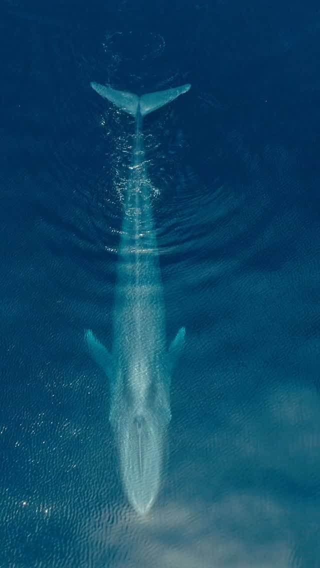 We’re sold out for the next ~2 weeks, so TOMORROW is your BEST chance to see blues with us! 🐋
Words gotten out that the mighty blue whales are in town. Thus, we’re booked up and rearing to take passengers out to see these giant beauties 💎
Tomorrow’s trip has 1 open spot, so grab it while you can! More blues were spotted in the channel today making it the perfect time to hop on board with us 🛥️ Head to the link in our bio to reserve your spot on tomorrow’s excursion! 🔗
Video by @adamernsterwildlife with captain @devin.hunt at the helm