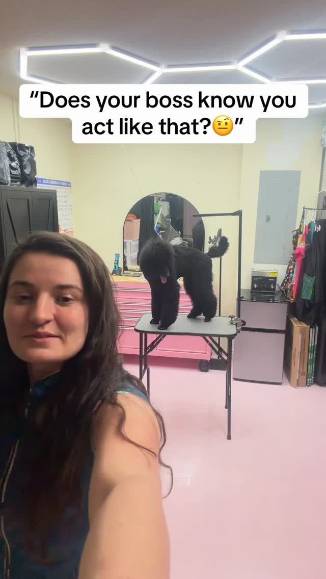 Boss Lady or Bestie?? 🐾🩷🤪
#groomerhumor #bosslady #positivegrooming #doggroomer #happydog