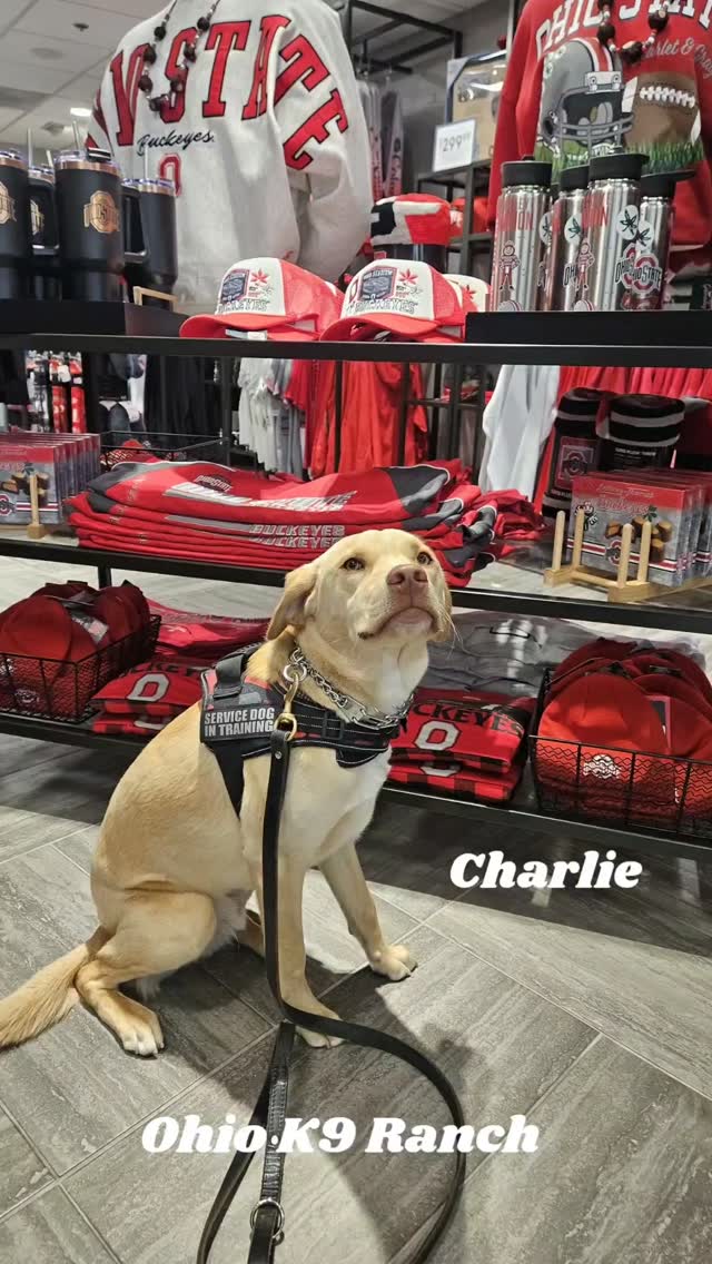 Training doesn’t stop at home — dogs need to learn how to exist calmly in the real world too. ✈️🐾
Charlie joined me at the airport to practice staying neutral around crowds, noises, rolling luggage, strangers, and constant distractions. Public place training builds confidence, improves focus, and teaches dogs how to make good decisions even in busy environments.
A well-trained dog isn’t just obedient in the living room — they can stay calm and connected to their handler anywhere. That’s the goal. 💪
#DogTraining #cmh #airport #DogTrainer #614columbus