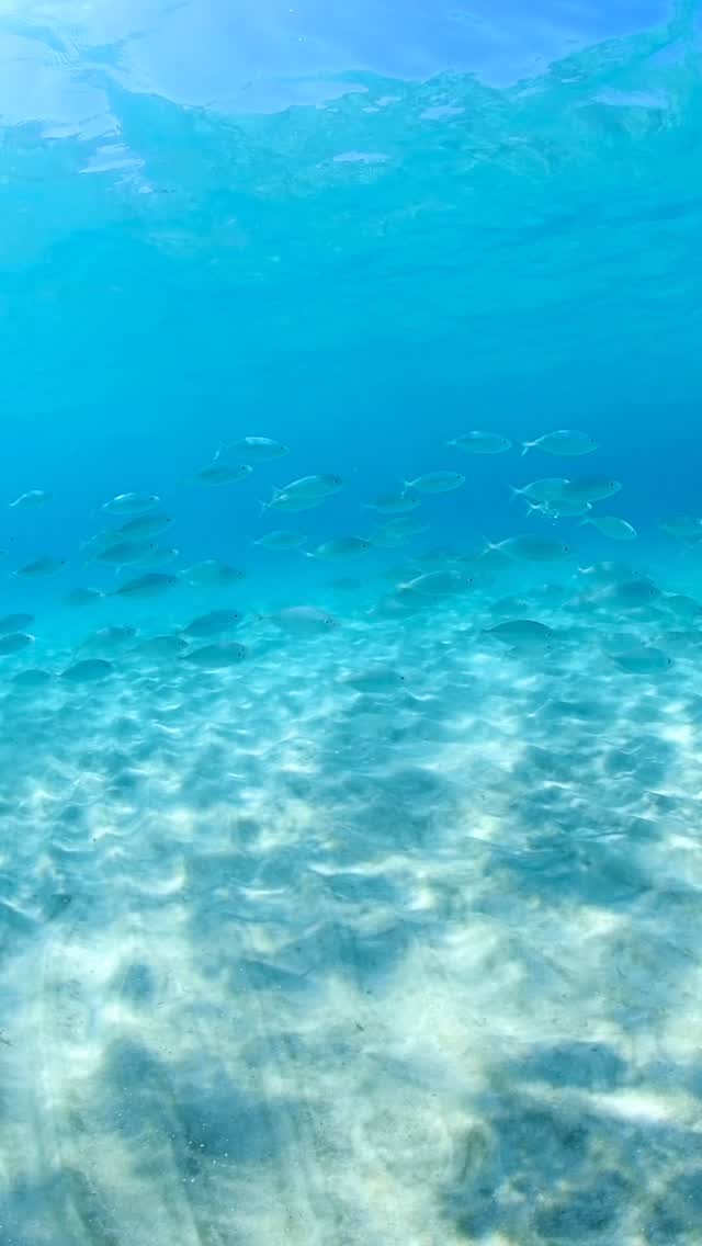 最近の友達
シマアジさんたち いつも一緒に泳いでくれる😊
この光景へのガイド、ツアーを行なっています😊
📷/tour @divezest
#underwaterphoto #underwaterworld #visitwakayama #串本 #DiveZest 和歌山 スキンダイビング スキンダイブ 素潜り フリーダイビング 海が好き 海のある暮らし 海好きな人と繋がりたい 映え旅 夏準備OK 青が好き 癒し旅 串本ダイビング 和歌山スキンダイブ DiveZest 関西ダイビング スキンダイブ体験