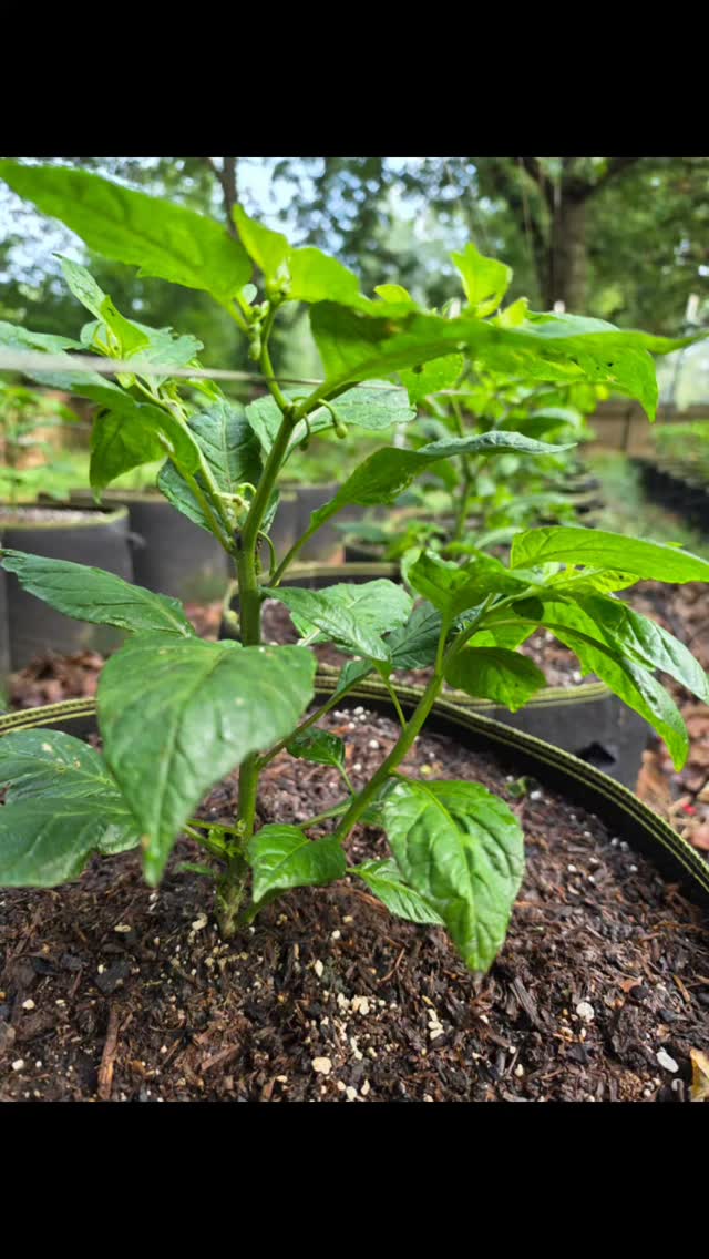 Basal Branching on our Pepper Plants in the Fiery Redd Superhot Garden 2026 #plantsofinstagram #garden #plants #gardening #plantsmakepeoplehappy