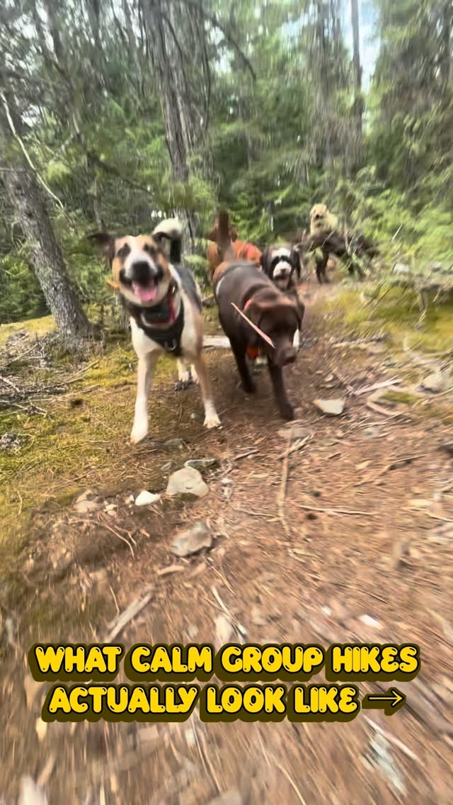 What calm group hikes actually look like → 🐾
Every single dog in this video started as a stranger to us and to each other. Different ages, personalities, histories, confidence levels & quirks. Some arrived nervous, overexcited, unsure, distracted or with very little experience being part of a group.
This didn’t happen overnight.
What you’re seeing is 6 years of learning dogs, building relationships, creating trust, advocating for them, teaching calmness, practicing neutrality & helping dogs learn how to safely move together as a group in the mountains.
We built this through consistency, structure, positive reinforcement & understanding the dogs in front of us.
Watching them all confidently flow together like this will never stop being special to me 🤍
6 years of Biscuits.
Thousands of hikes.
So many incredible dogs.
#biscuitspetcare#hikingwithdogs#whistler#whistlerdogs#dogwalker