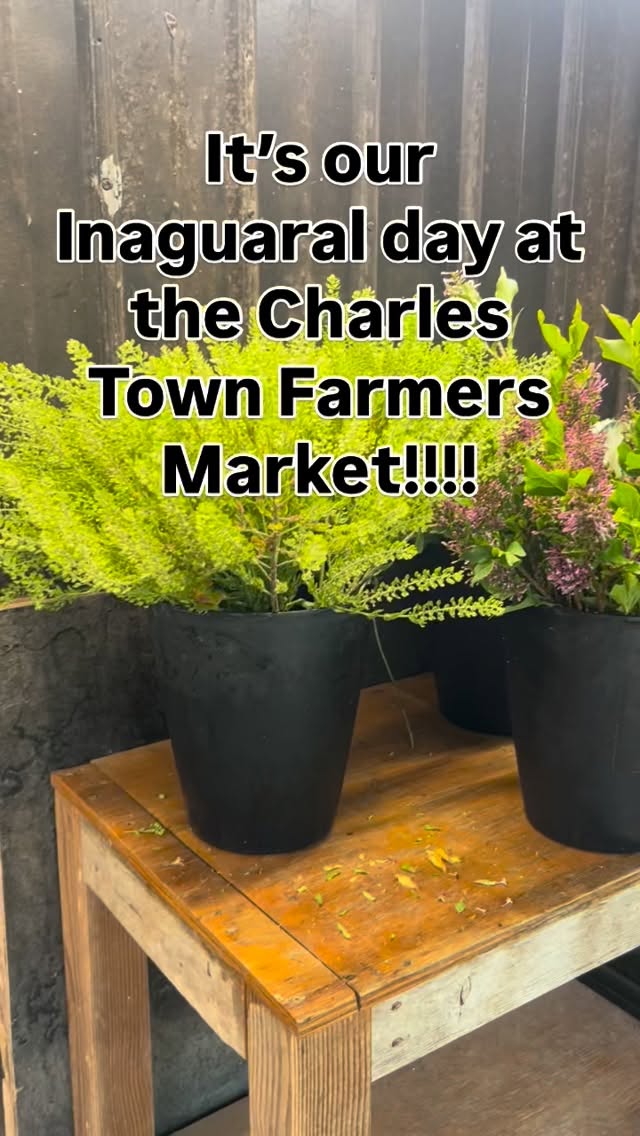 We’ve had a lot of changes here on the farm this spring. One of them is that we’re selling our flowers at the Charles Town Farmers Market on Saturdays from 9-1….stop by and check us out rain or shine! Tomorrow is our first weekend there. #walkingwindfarmandflorist #charlestownfarmersmarket #charlestownwv