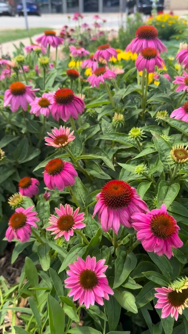 ๐ฆ B R E A T H E ๐ฆ mm mm mm! We love you cone flowers!