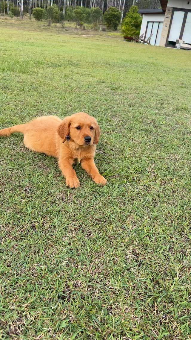 Pablo is heading off to his home today - (George x Mia puppy)
Just a little bit cute 🤪🤪🥰🥰