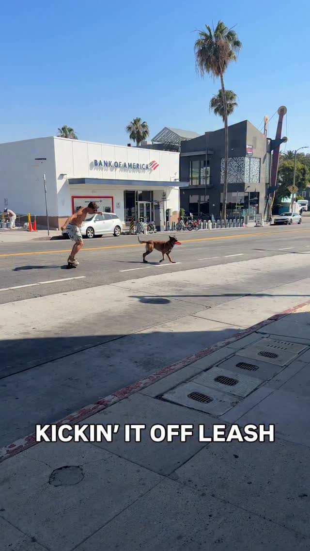 When you know the tools of the trade, life be like Braveheart said- FREEEDOM!!
#dogs #dogsofla #dogmom #dogdad