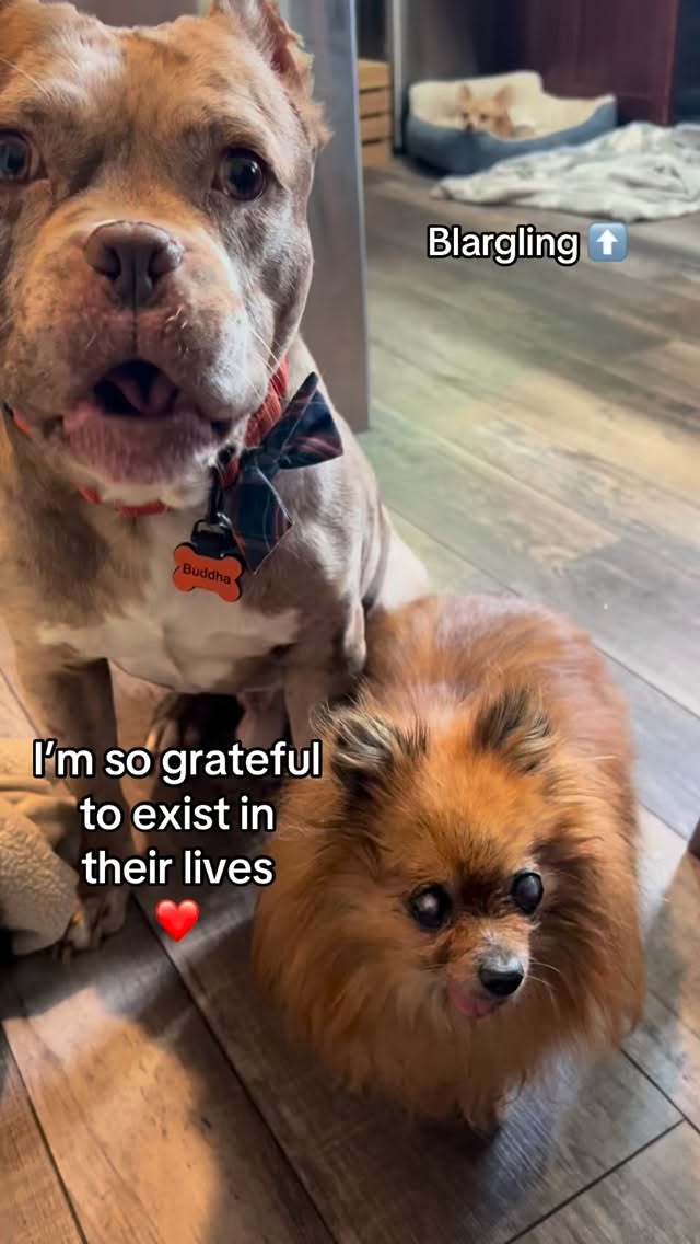 My heart 🥹 #seniordogsanctuary #seniordog #shelterdog #seniordogrescue #grateful