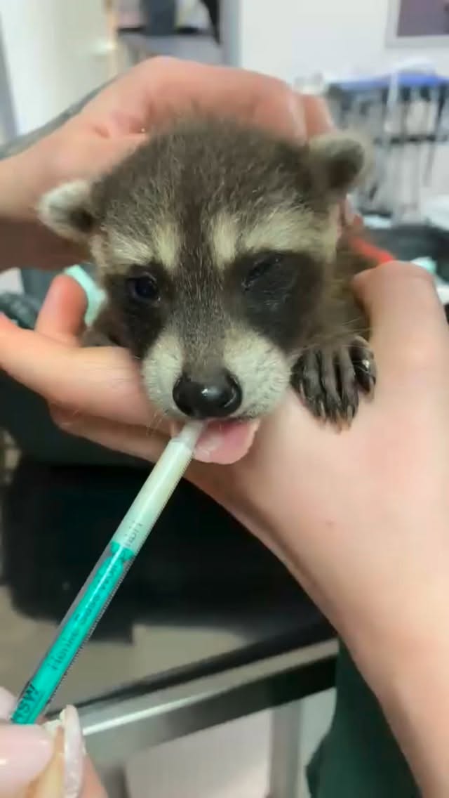 Seht, was bei uns während dem normalen Praxisalltag im Hintergrund abläuft. Täglich kümmern wir uns, um gefundene kranke und verletzte Wildtiere. Damit wir das auch in Zukunft fortführen können, bitten wir euch unseren Praxisalltag planbar zu machen und nicht ohne Absprache bei uns zu erscheinen. Vielen Dank ❤️❤️❤️