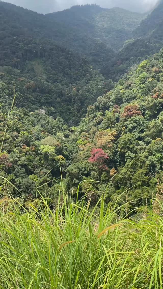 Wake up, pick the mountains, chase the waterfalls, and occasionally get adopted by a dog who knows the trail better than you do.
#acetravelsrilanka #acediaries #hikking #exploresrilanka #tailormadetravel