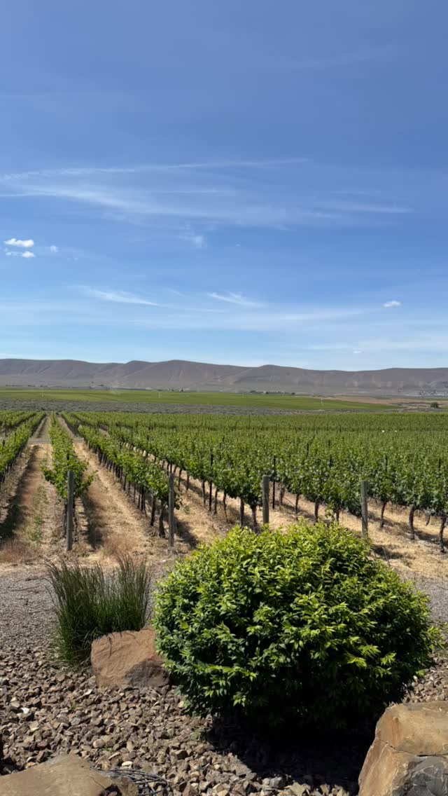Every bottle starts somewhere…and last week, that journey took us to Washington State. 🍇
Hillary, Andrew, and I visited growers and vine nurseries to learn, explore, and connect with the people shaping the future of vineyards.
Follow along as we share the experience. 🌿☀️
#madetosavorwv #weatheredvineyards