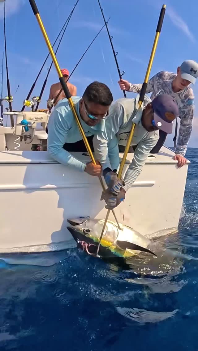 A little Yellowfin Tuna action today. This one was 143.5lbs. I believe a lot of the bigger tunas caught here the last several years are actually Big Eyes but this one is definitely a Yellowfin. Fish w/ Intensity