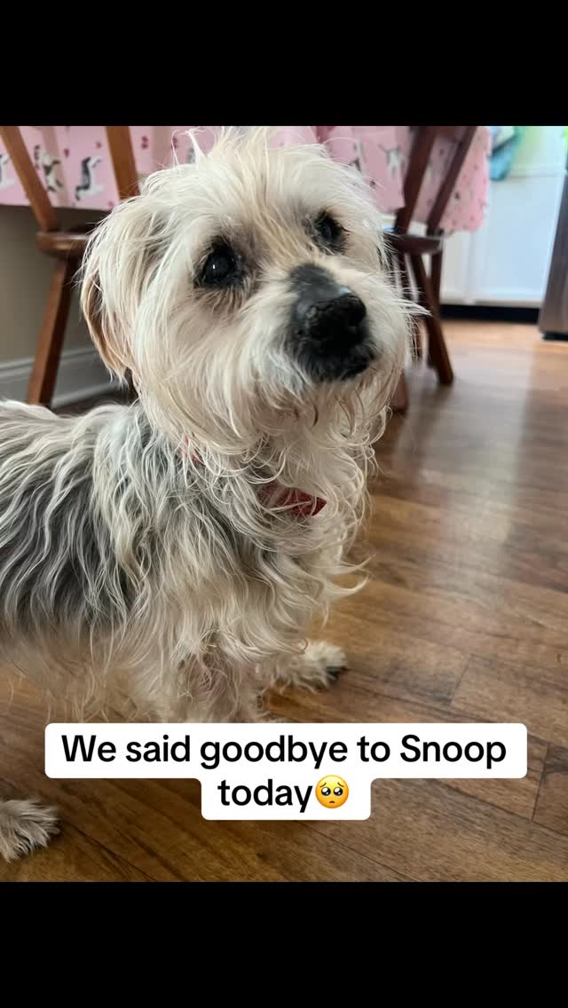 Poor Snoop was failed by humans so many times. He had a very hard life and it was sad to hear his original owner say she was angry because she gave him away 10 years before and “ppl need to stop calling me about this dog” unwanted, and passed around, then home with us, now to the bridge. He was loved at the end and that’s the important part. Thank you his amazing foster mom Jean. Run free Snoop, we will look for you in the stars ✨ save old dogs🙏❤️#seniordog #seniordogs #seniordogsanctuary #olddog #seniordogrescue