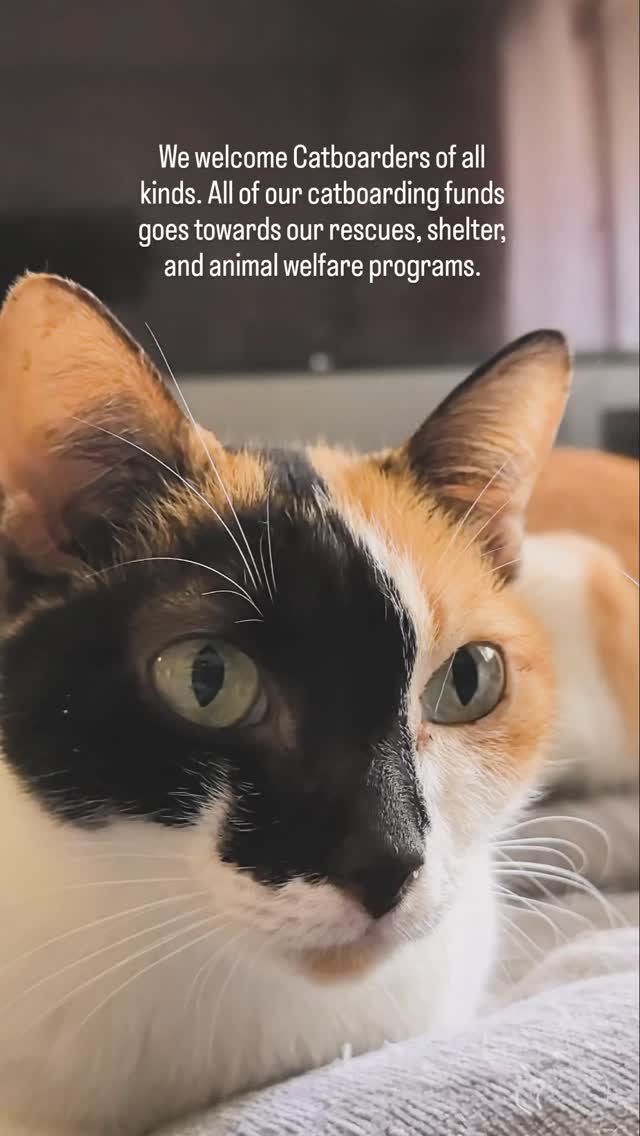 We welcome Catboarders of all kinds. All of our catboarding funds goes towards our rescues, shelter, and animal welfare programs. Please share about what we do to all cat owners. 🙏🏽