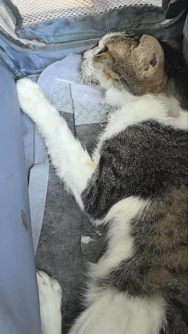 Help for CKD rescue SPICY from One Bonifacio High Street Mall. He is now skin and bones, lethargic, and not eating. Please help us with his vet bills 🙏🏽
GCAsh: 09452054175
PayPal: djhtownwave891@gmail.com