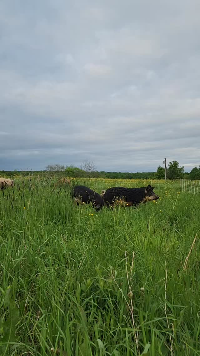 Guess who's back! 🐖