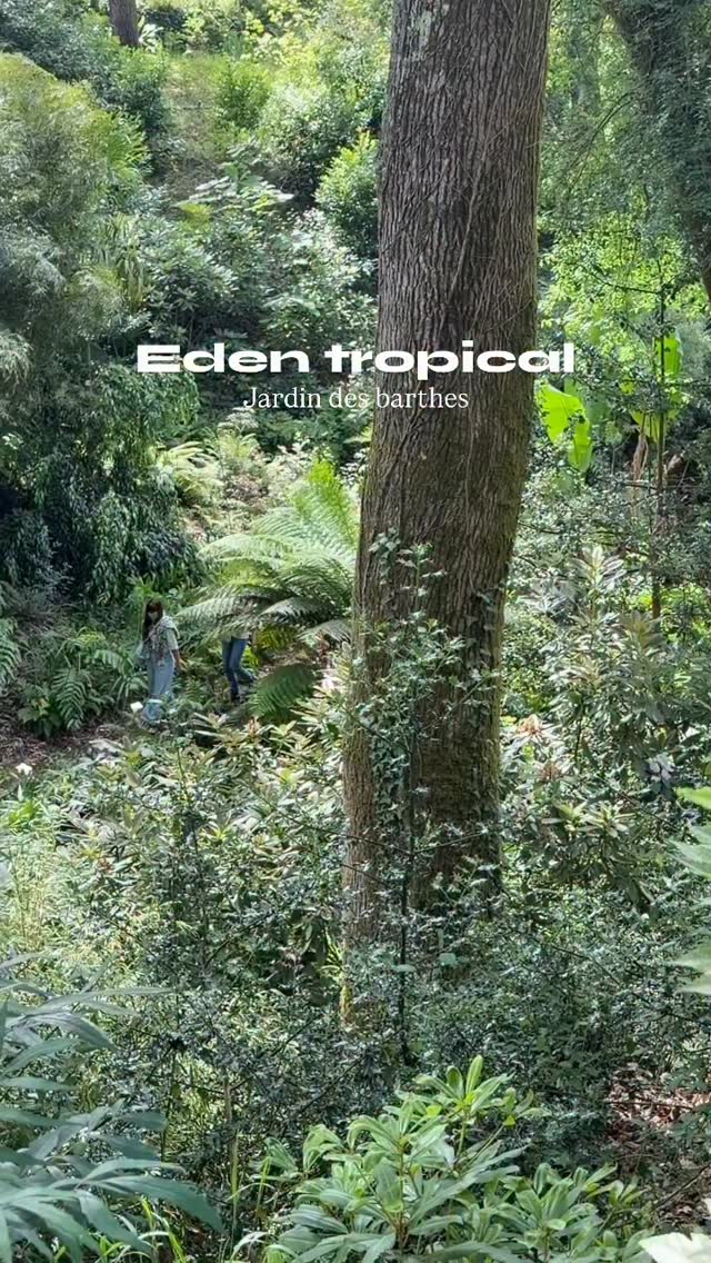 Une immersion végétale totale dans la partie tropicale du jardin des barthes
Un éden tropicale dans le sud des landes
Jardin des barthes classé remarquable 15mn d’ Hossegor 30mn de Biarritz
#jardinremarquable #jardin #quefairedansleslandes #tropicalplants #jungle