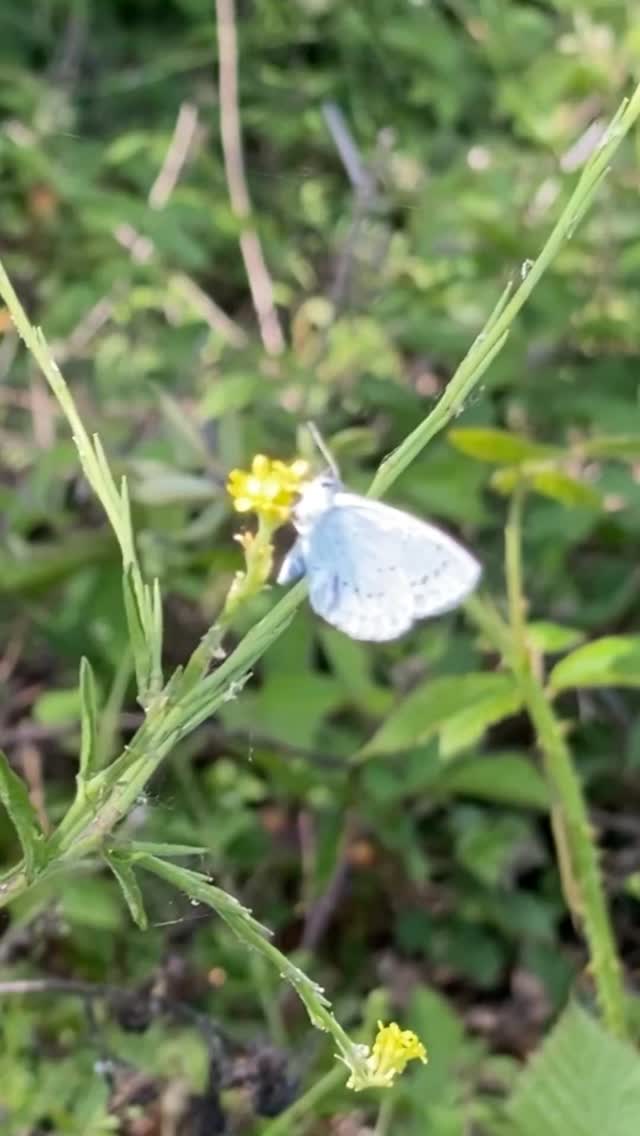 Pollinators enjoying the plantlife in Eltham Park North. 🐝🦋🐞
The improved area is literally buzzing this week and now has extensive Yellow rattle, helping to reduce the grasses down.
Take a walk if you’re about this bank holiday weekend, it’s great to see.
#ukbms #wildflowermeadow #yellowrattle #eltham #se9