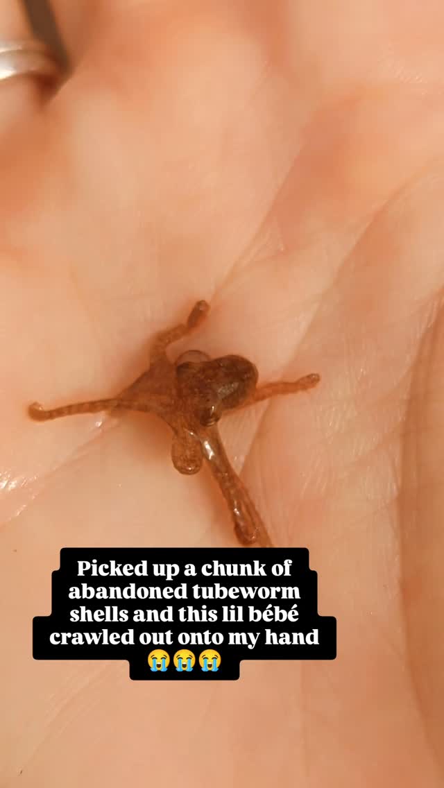 Had an incredible discovery on a recent early-morning tide pool tour. 🐙 And the best part? The first person to notice this teeny tiny blob crawling onto my hand was a 4-year-old little girl!
.
.
.
#northstarnaturalist #sandiegonature #sandiegoevents #socaloctopus #guidedtidepooling