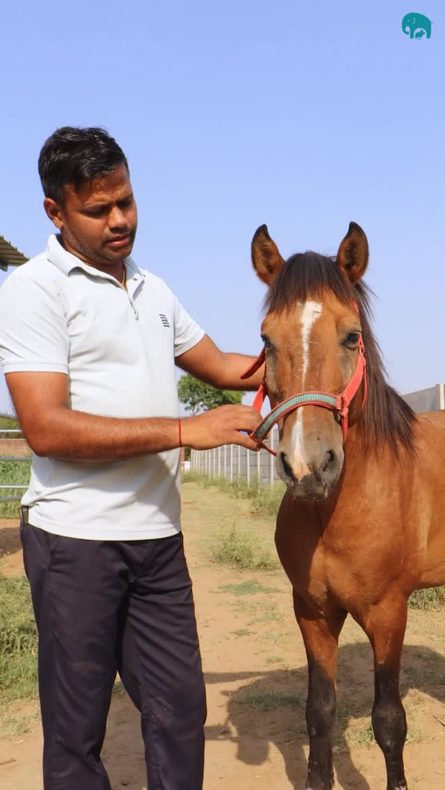 A blind horse was found wandering alone on the busy roads of Delhi after someone reached out to us for help.
Confused, vulnerable, and unable to see the danger around him, he had been surviving in the middle of traffic with no safety, care, or shelter.
He is now safe at our sanctuary, where he will receive medical treatment, proper nutrition, and the care every animal deserves. Healing will take time, but at least now, he does not have to face the world alone. 🤍
(Blind horse rescue, horse rescued from Delhi roads, animal sanctuary India, equine rescue and rehabilitation, rescued horse treatment, blind animal care, horse welfare, animal rescue story, sanctuary rescue mission, injured horse recovery, compassionate animal care, rescued animals India)