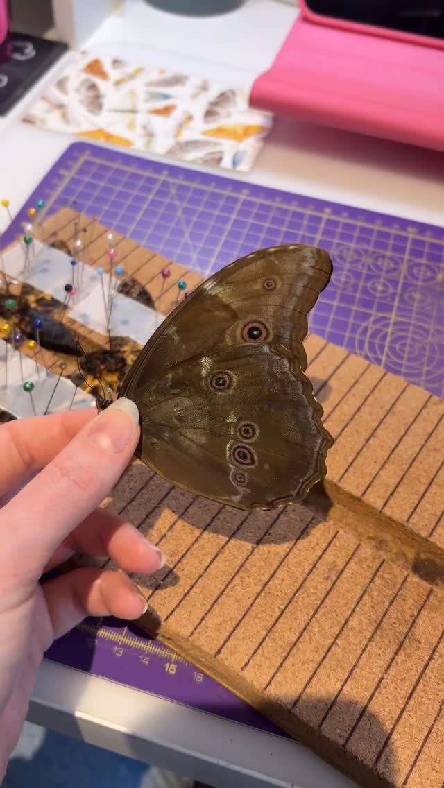 From relaxing to final position before they are framed. Giant Blue Morpho (Morpho Didius) 🩵
#naturalhistory #entomologyart #entomologyforsale #taxidermy #odditiesandcuriosities
