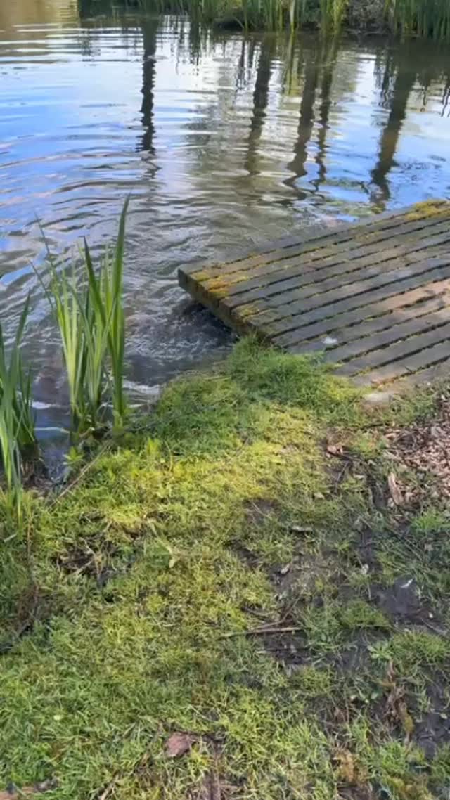 ⚠️ Coarse Lake Closure Notice ⚠️
Our lakes are currently closed for spawning to protect the fish during this important period.
We appreciate your patience and understanding, and we’ll keep everyone updated on reopening dates 🎣
#spawning #dotheirthing #lakeclosure #coarselake #fishwelfare