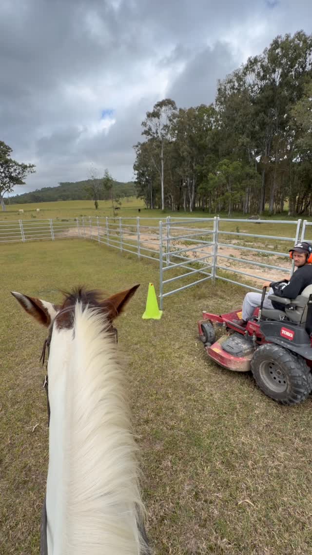 Still no mechanical cow or real cows but we have upgraded from Kyle being on foot to the ride on mower 😂
#horseswithholly #horsetraining #horsehusband #couplegoals #cowhorse