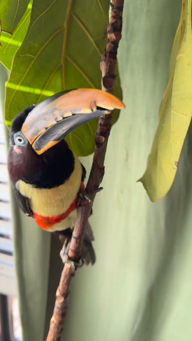Watch until the end for his tiny honks 🥹💕
#toucan #bird #fiddleleaffig #pets #animals