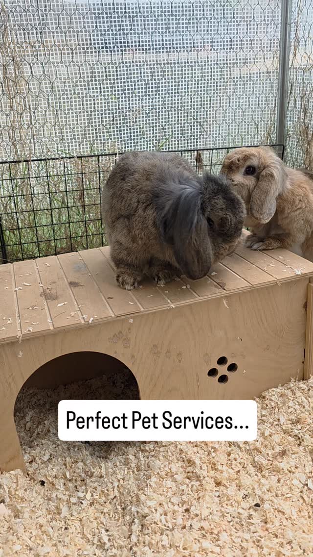 Busy week at Perfect Pet Services...Cat Sitting, Small Animal Boarding, Small Animal visits ππππΉ.