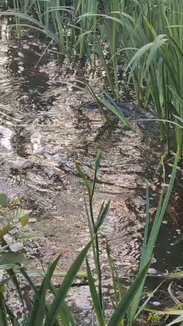 Day 3 of Spawning and the Coarse Lake is still Closed
#spawning #carplife #mirrorcarp #commoncarp #anglerlife