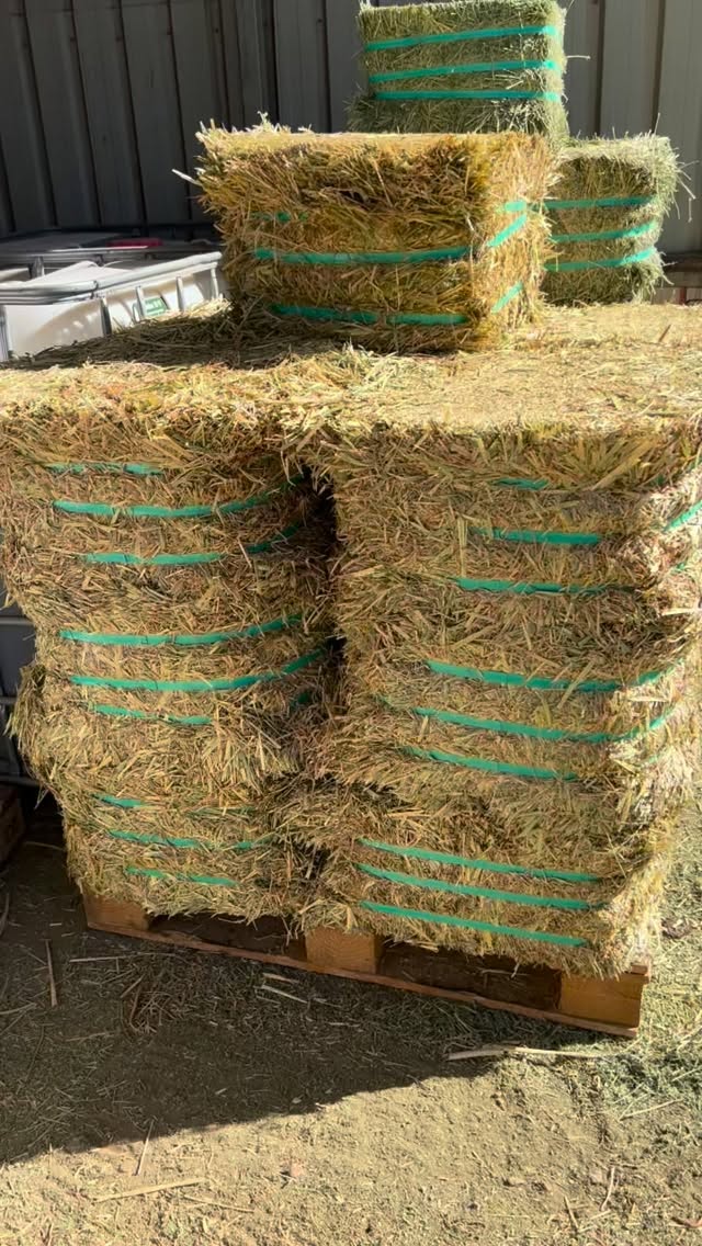 Look what’s rolled in…
Oaten and lucerne hay are BACK IN STOCK!
Fresh loads have landed and they won’t hang around for long.
