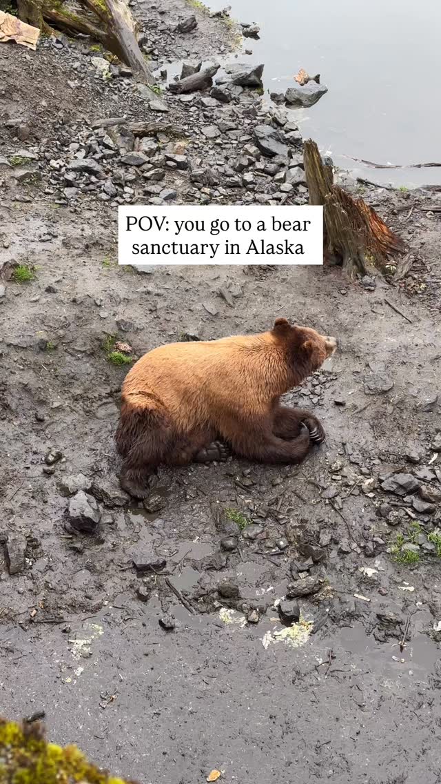 Look at the bears!!
.
.
.
#TravelAlaska #SitkaAlaska #VisitSitka #AlaskanCruise #SavourTheJourney