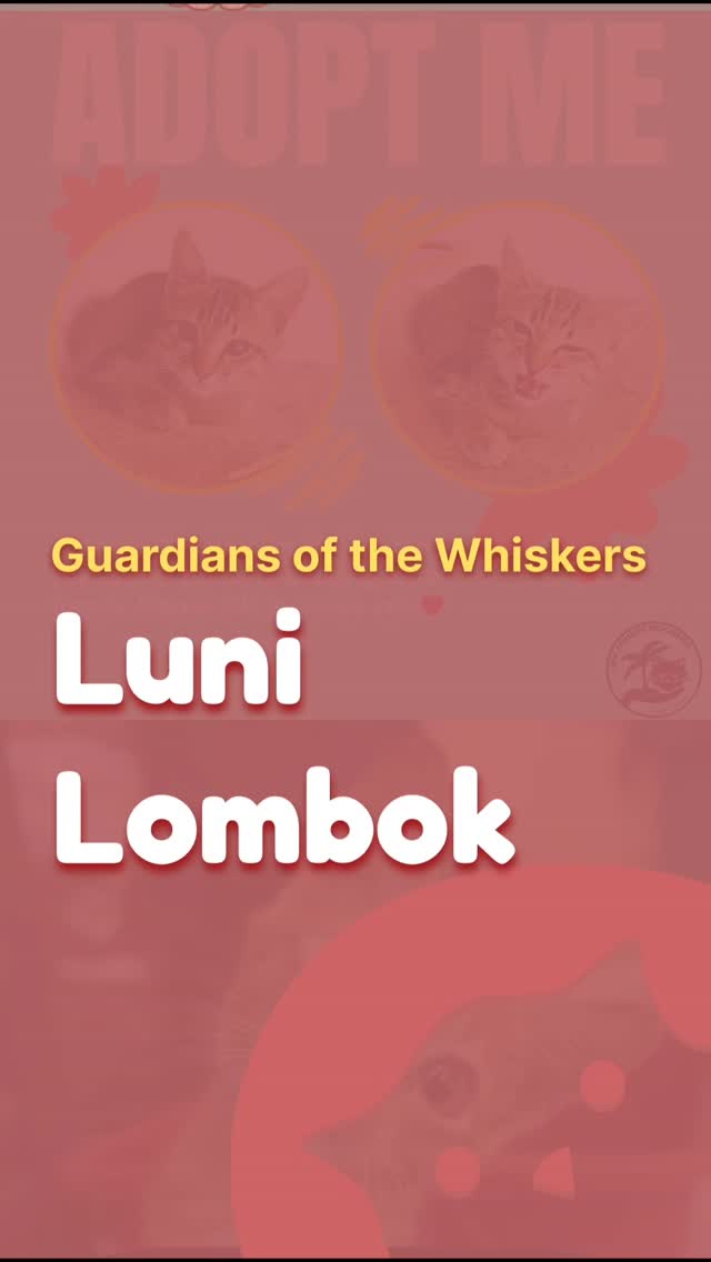 big love for @luni_lombok incredible what they do for cats šŖ·
.
.
.
#catrescue #catclinic #catcafe #streetcats #straycat